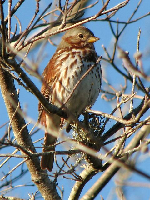 Fox Sparrow